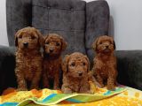 Red braw kıpkırmızı ev üretimi TOOY POODLE