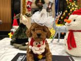 Hiçbir Yerde Göremeyeceğiniz Toy Poodle Bebekler