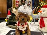 Hiçbir Yerde Göremeyeceğiniz Toy Poodle Bebekler