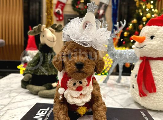 Hiçbir Yerde Göremeyeceğiniz Toy Poodle Bebekler görsel