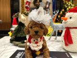 Hiçbir Yerde Göremeyeceğiniz Toy Poodle Bebekler