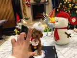 Hiçbir yerde Göremeyeceğiniz Toy poodle Bebekler