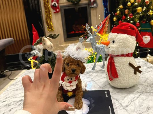 Hiçbir Yerde Göremeyeceğiniz Toy Poodle Bebekler