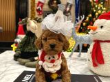 Hiçbir Yerde Göremeyeceğiniz Toy Poodle Bebekler