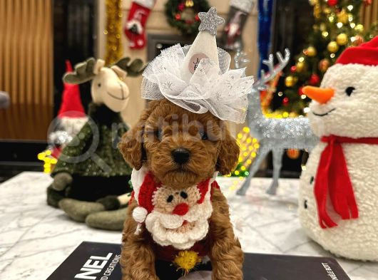 Hiçbir Yerde Göremeyeceğiniz Toy Poodle Bebekler görsel