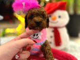 Var Mı Benden Daha Güzel Teacup Poodle