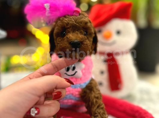 Var Mı Benden Daha Güzel Teacup Poodle görsel