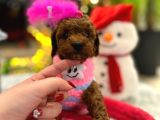 Var Mı Benden Daha Güzel Teacup Poodle