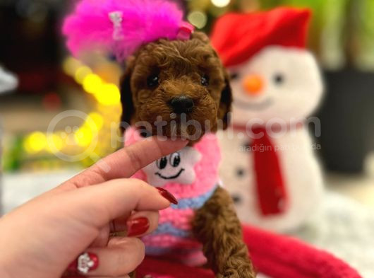 Var Mı Benden Daha Güzel Teacup Poodle görsel