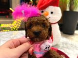 Var Mı Benden Daha Güzel Teacup Poodle