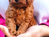 Toy poodle yavrular