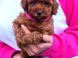 Ev Ortamında Poodle Yavrular