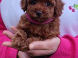 Ev Ortamında Poodle Yavrular