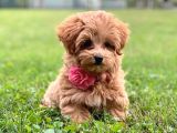 Muhteşem yüzlü poodle yavrular
