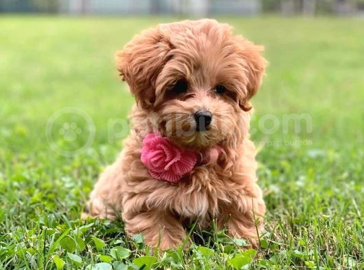 Muhteşem Yüzlü Poodle Yavrular