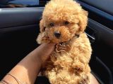 Muhteşem Yüzlü Poodle Yavrular