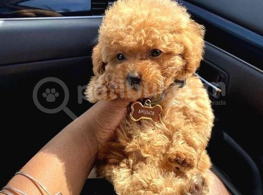 Muhteşem Yüzlü Poodle Yavrular görsel