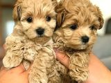 Muhteşem Yüzlü Poodle Yavrular