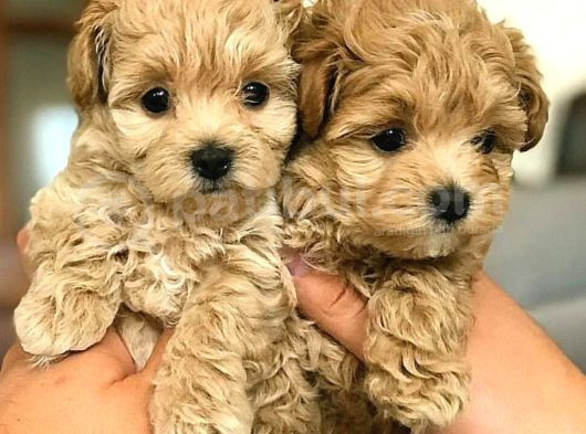 Muhteşem Yüzlü Poodle Yavrular görsel