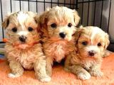 Muhteşem Yüzlü Poodle Yavrular