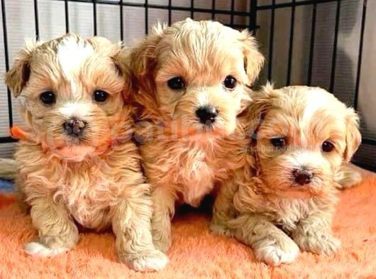 Muhteşem Yüzlü Poodle Yavrular görsel