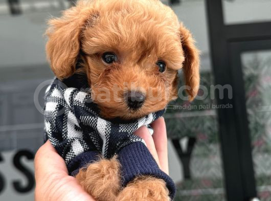 Avuç Kadar Poodle Ve Maltipo Bebekler görsel