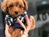Avuç Kadar Poodle Ve Maltipo Bebekler
