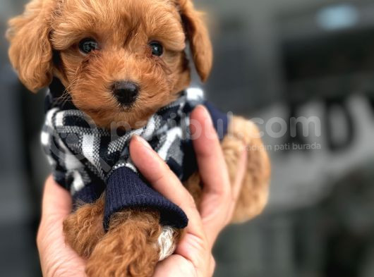 Avuç Kadar Poodle Ve Maltipo Bebekler görsel