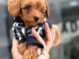Renk Güzeli Poodle Bebekler