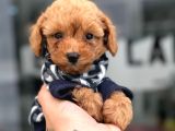 renk güzeli poodle bebekler