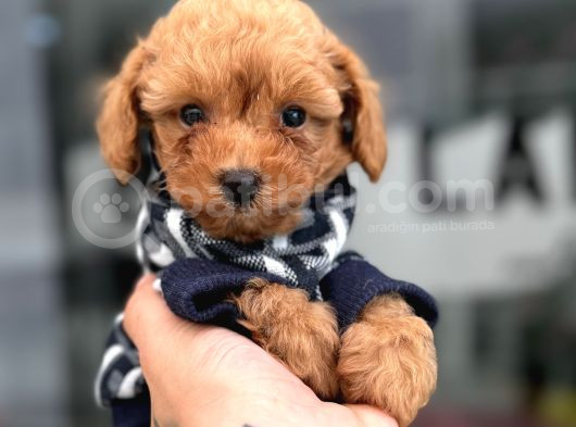 Renk Güzeli Poodle Bebekler