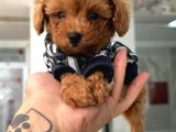 Renk Güzeli Poodle Bebekler
