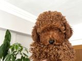 Poodle bebekler