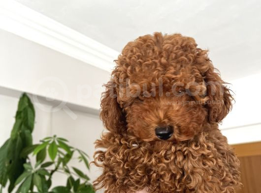 Poodle Bebekler