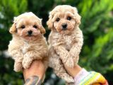 Avuç kadar poodle ve maltipo bebekler