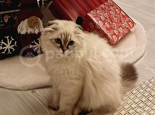 Yavru Scotti̇sh Longhai̇r görsel
