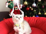British Shorthair Silver Yavrular
