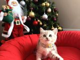 British Shorthair Silver Yavrular