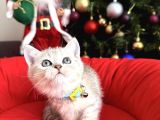 British Shorthair Silver Yavrular