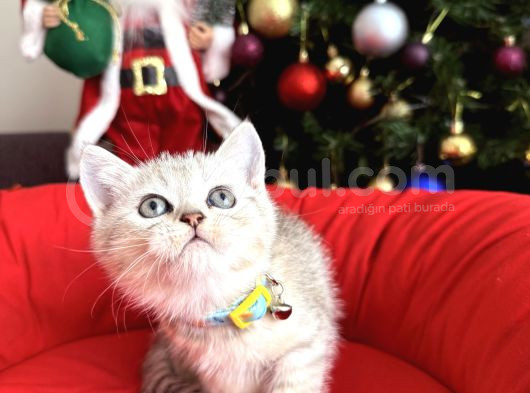 British Shorthair Silver Yavrular