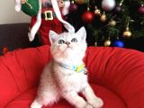 British Shorthair Silver Yavrular
