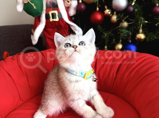 British Shorthair Silver Yavrular görsel