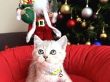 British Shorthair Silver Yavrular