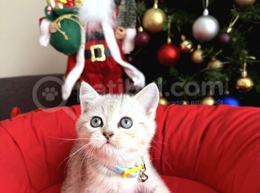 British Shorthair Silver Yavrular görsel