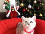 British Shorthair Silver Yavrular