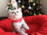 British Shorthair Silver Yavrular