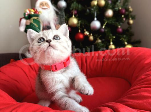 British Shorthair Silver Yavrular görsel