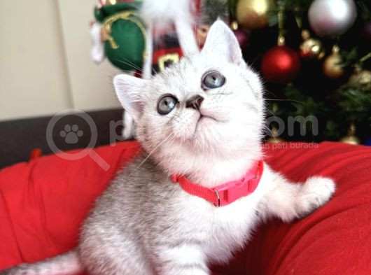 British Shorthair Silver Yavrular görsel