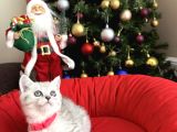 British Shorthair Silver Yavrular