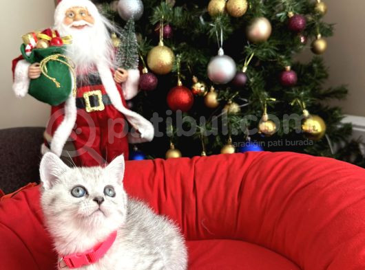 British Shorthair Silver Yavrular görsel